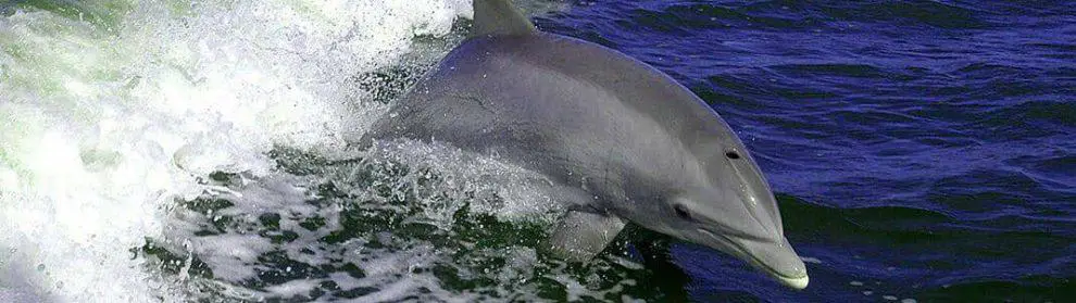 Dolphin Swimming