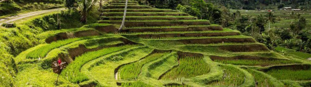 Jatiluwih Rice Terrace