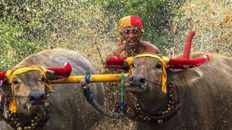 Makepung Bullock Races