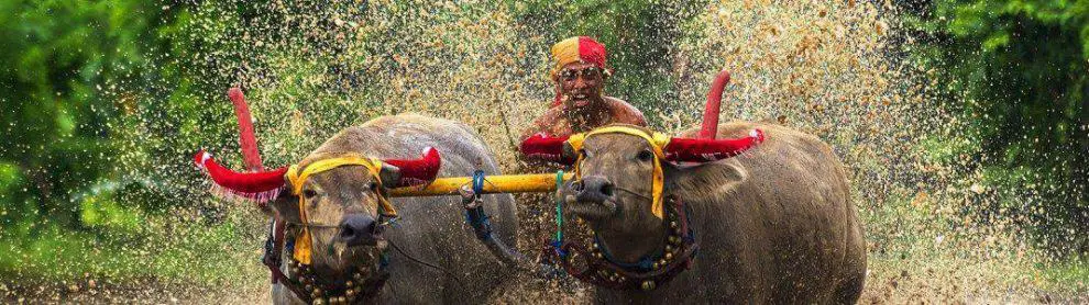 Makepung Bullock Races