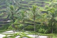 Ubud