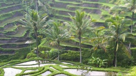 Ubud