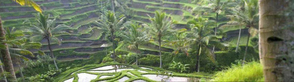 Ubud