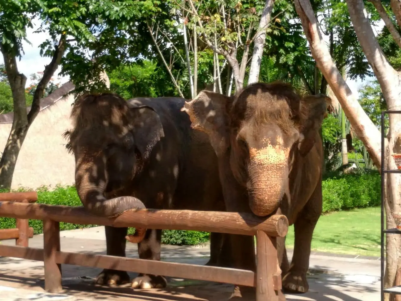 zoo safari park bali