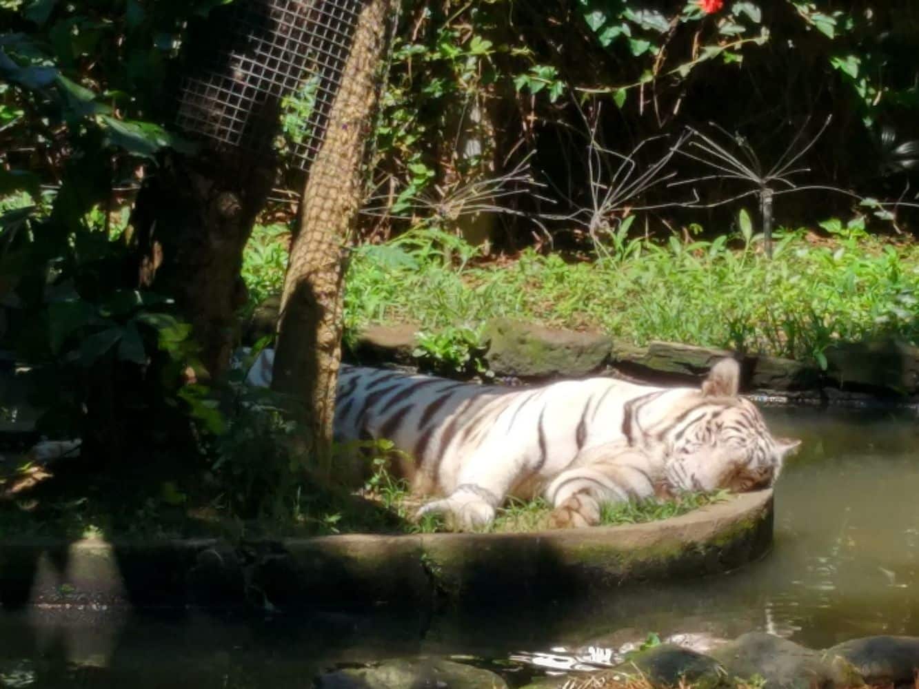 Bali Zoo Park, Ubud Bali - Ticket Prices, Safari Experience & Map