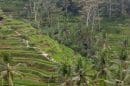 Tegalalang Rice Terrace