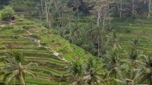 Tegalalang Rice Terrace