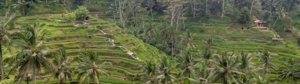 Tegalalang Rice Terrace