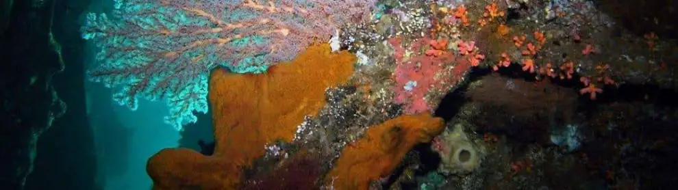 Uss Liberty Shipwreck