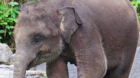 Bali Elephant Park