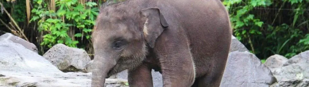 Bali Elephant Park