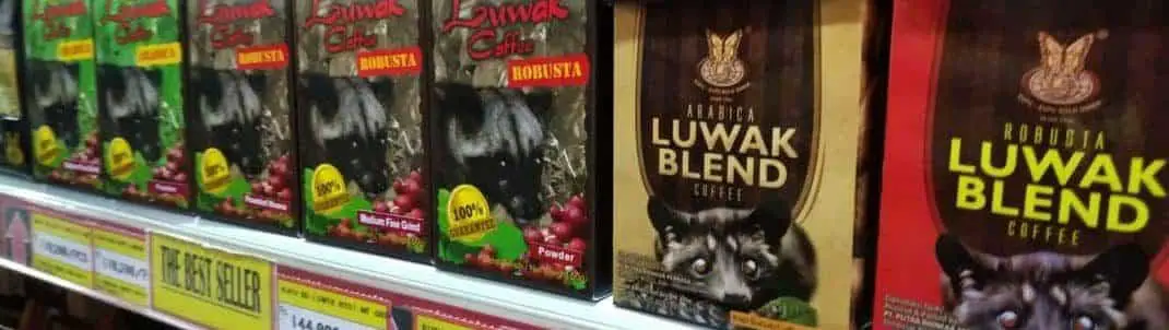Kopi Luwak Coffee Beans - Poo Coffee Price & Where to Buy in Bali