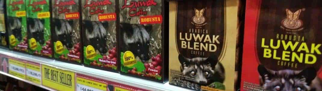 Kopi Luwak Coffee Beans - Poo Coffee Price & Where to Buy in Bali Kopi Luwak Coffee Beans - Poo Coffee Price & Where to Buy in Bali